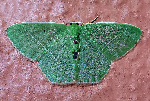 Nemoria karlae Dapa, Valle Del Cauca 2100m