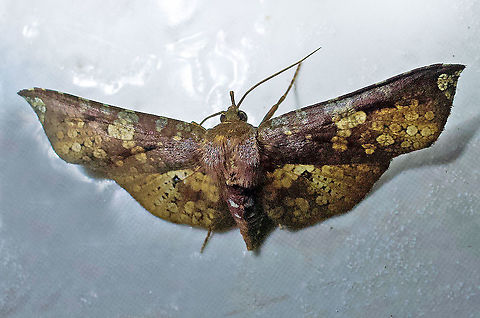 Rhodoneura nebulosa Dapa, Valle Del Cauca 2100m Rhodoneura nebulosa