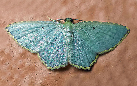 moth15 Dapa, Valle Del Cauca 2100m