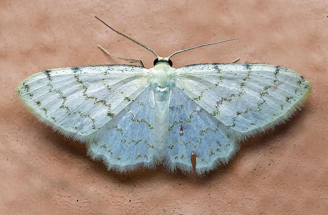 moth14 Dapa, Valle Del Cauca 2100m