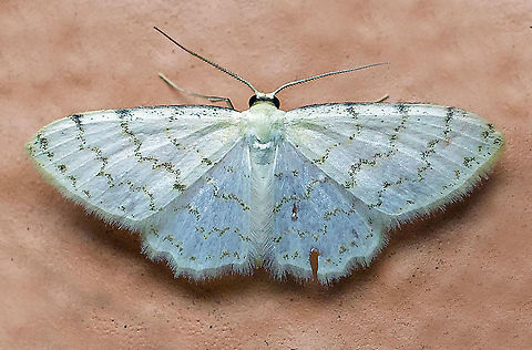 moth14 Dapa, Valle Del Cauca 2100m