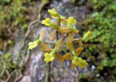 Epidendrum musciferum Rio Bravo Reserve, Valle Del Cauca Epidendrum musciferum