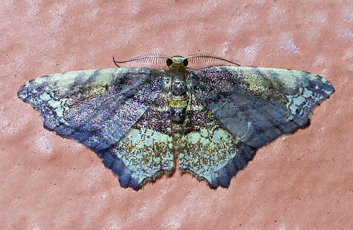 Eois angulata Dapa, Valle Del Cauca 2100m Eois angulata