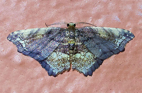 Eois angulata Dapa, Valle Del Cauca 2100m Eois angulata