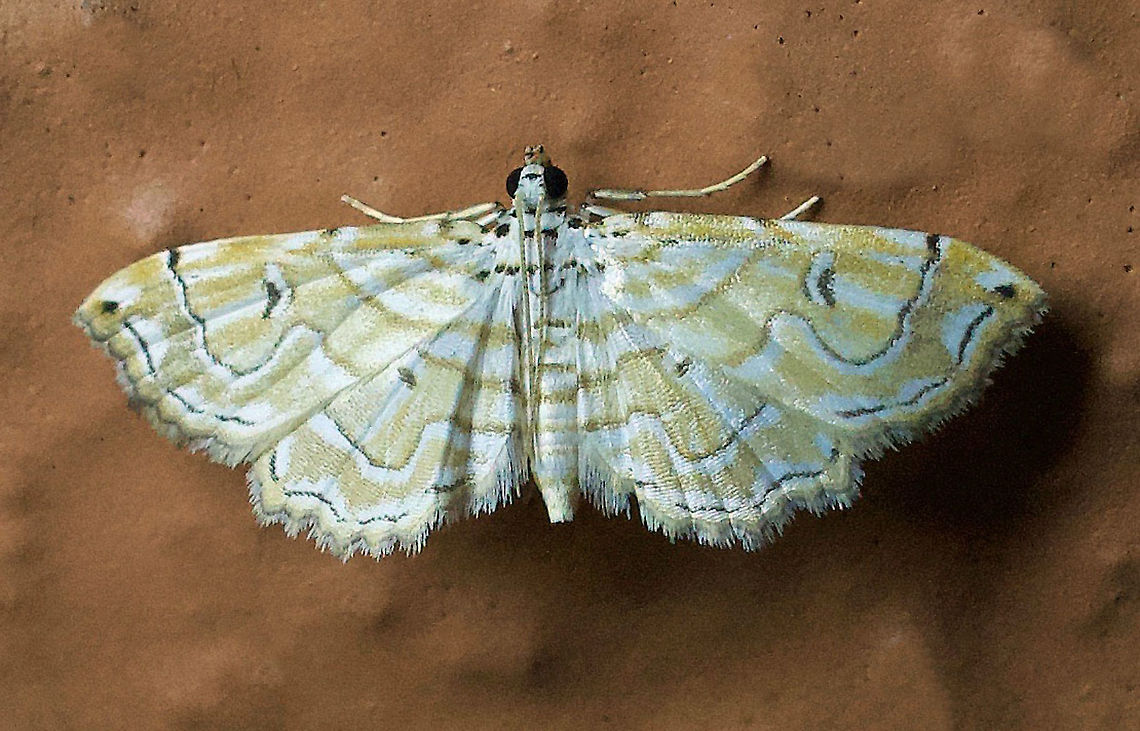 Eois?? Dapa, Valle Del Cauca 2100m<br />