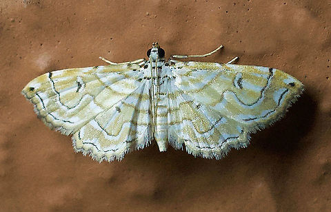 Eois?? Dapa, Valle Del Cauca 2100m