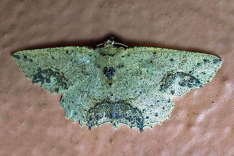 Isochromodes granula Dapa, Valle Del Cauca 2100m  Isochromodes granula