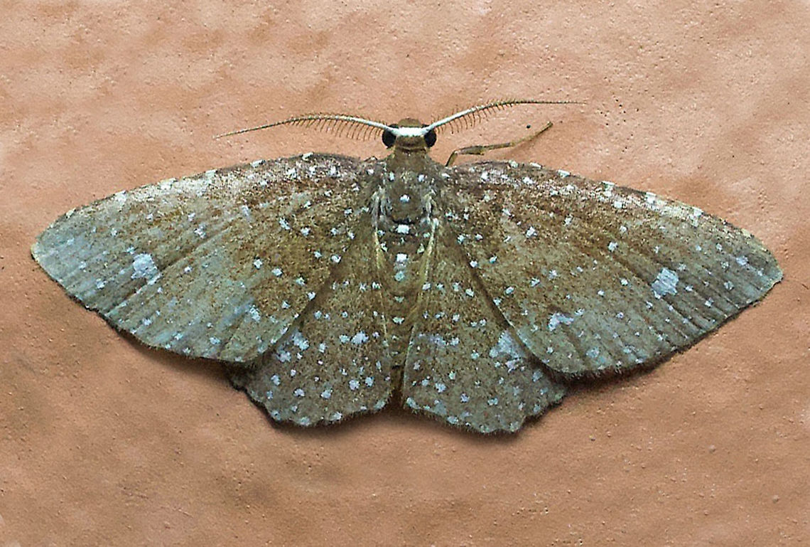 Eois planetaria Dapa, Valle Del Cauca 2100m Eois planetaria