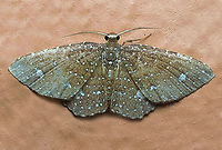 Eois planetaria Dapa, Valle Del Cauca 2100m Eois planetaria