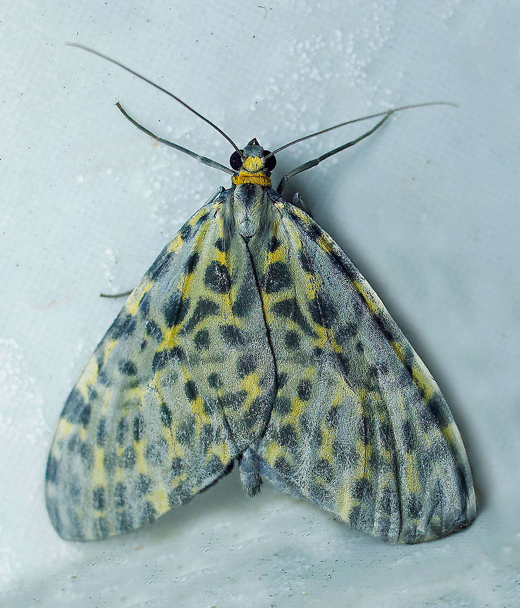 Graphidipus fulvicostaria Dapa, Valle Del Cauca 2100m Graphidipus fulvicostaria