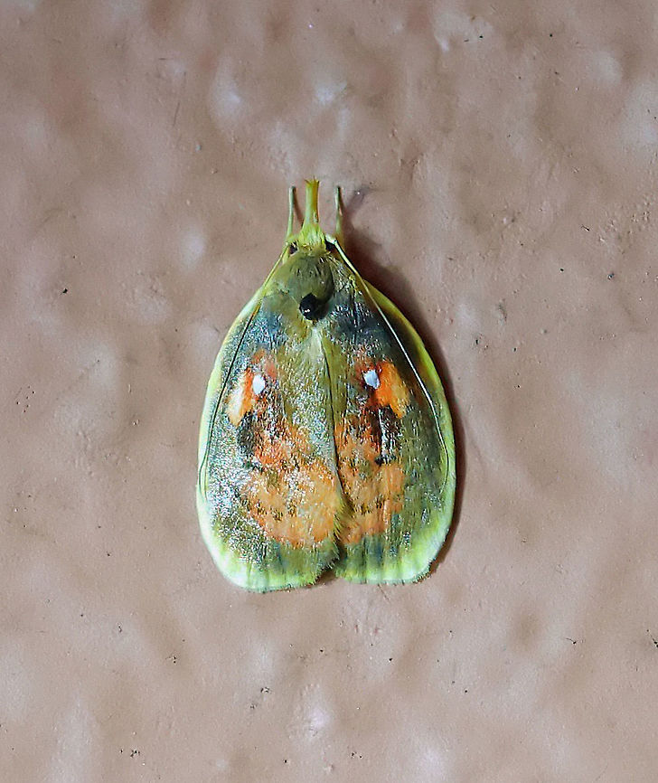 moth17 Dapa, Valle Del Cauca 2100m<br />
1 cm