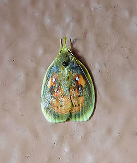 moth17 Dapa, Valle Del Cauca 2100m
1 cm