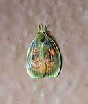 moth17 Dapa, Valle Del Cauca 2100m<br />
1 cm