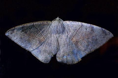 moth18 Dapa, Valle Del Cauca 2100m