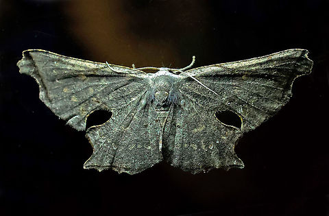 moth19 Dapa, Valle Del Cauca 2100m