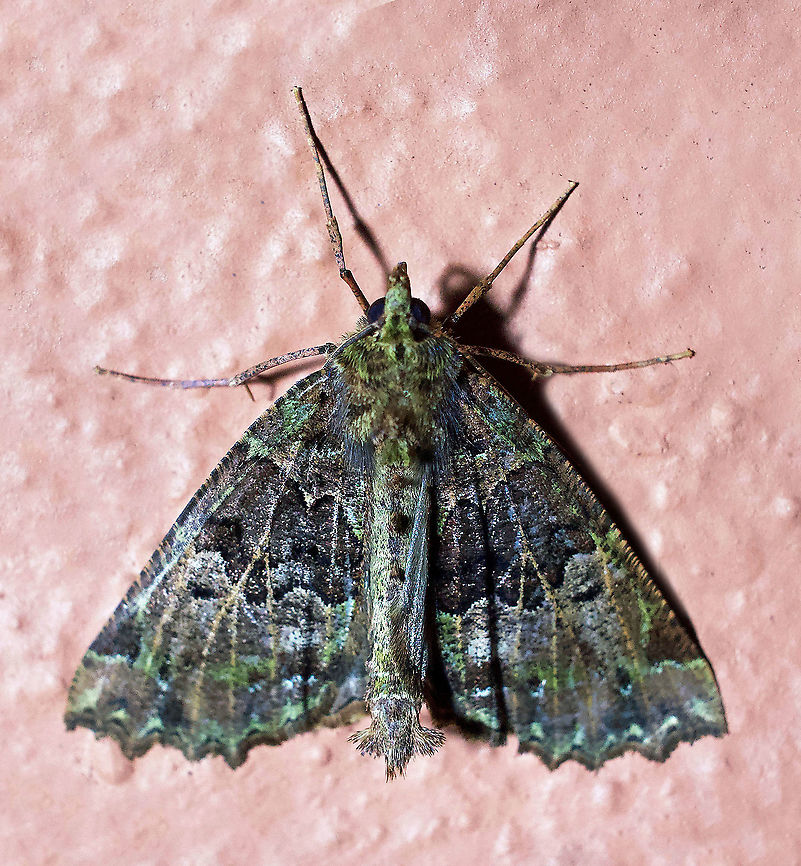 Cidariophanes canopus Dapa, Valle Del Cauca 2100m Cidariophanes canopus