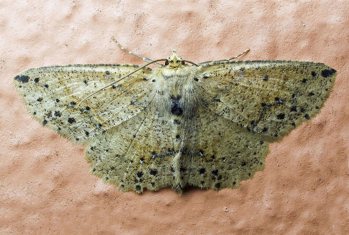 Isochromodes bellona Dapa, Valle Del Cauca 2100m Isochromodes bellona