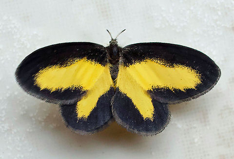Moth20 Dapa, Valle Del Cauca 2100m