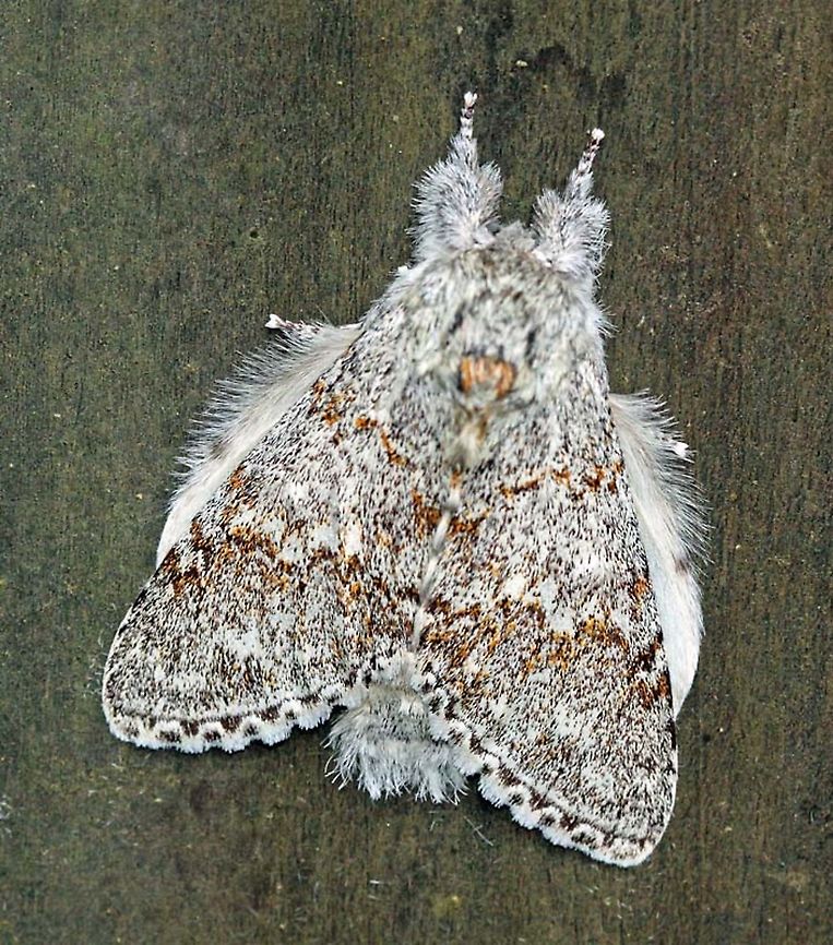 Lobeza sp. Dapa, Valle Del Cauca 2100m