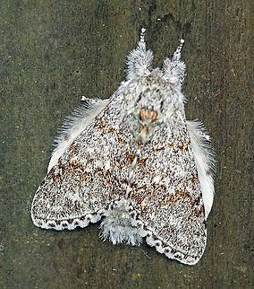 Lobeza sp. Dapa, Valle Del Cauca 2100m