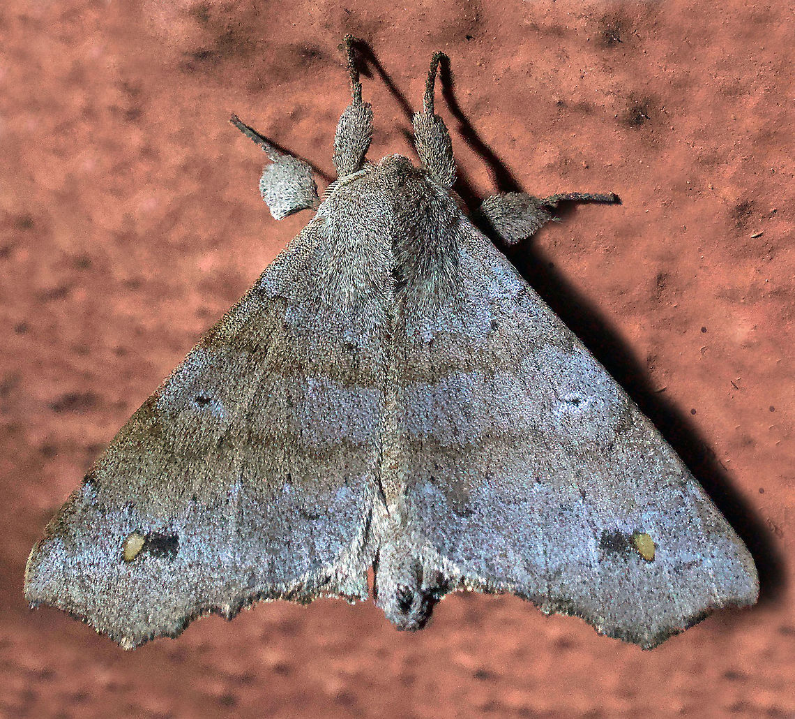 Olceclostera sp. Dapa, Valle Del Cauca 2100m