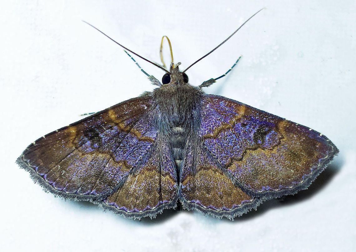 Antiblemma herilis Dapa, Valle Del Cauca 2100m Antiblemma herilis