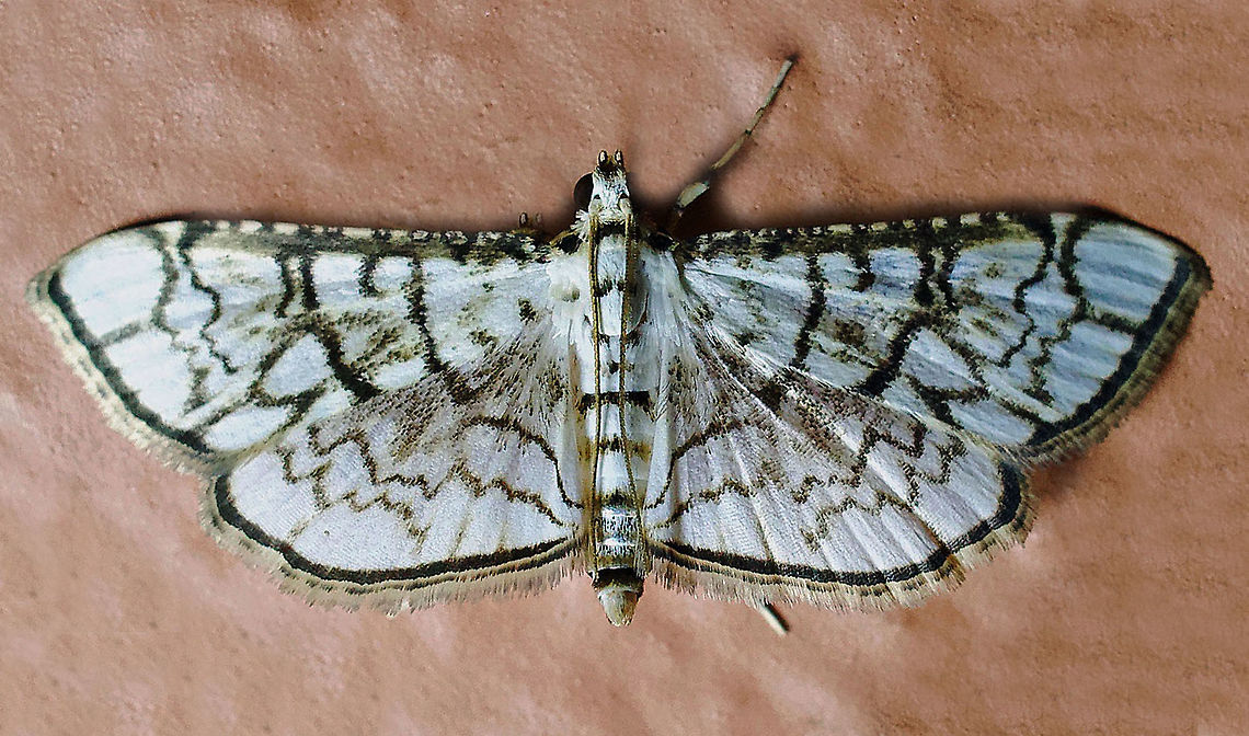 Hileithia rehamalis Dapa, Valle Del Cauca 2100m Hileithia rehamalis