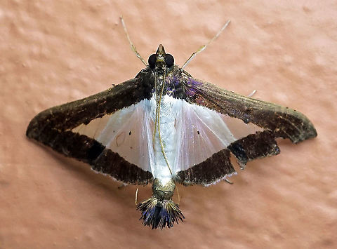 Diaphania hyalinata Dapa, Valle Del Cauca 2100m Diaphania hyalinata,Melonworm Moth
