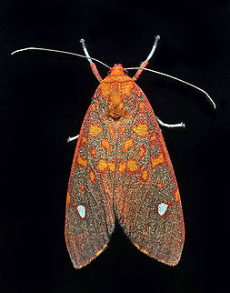 Melese intensa Dapa, Valle Del Cauca 2100m Melese intensa