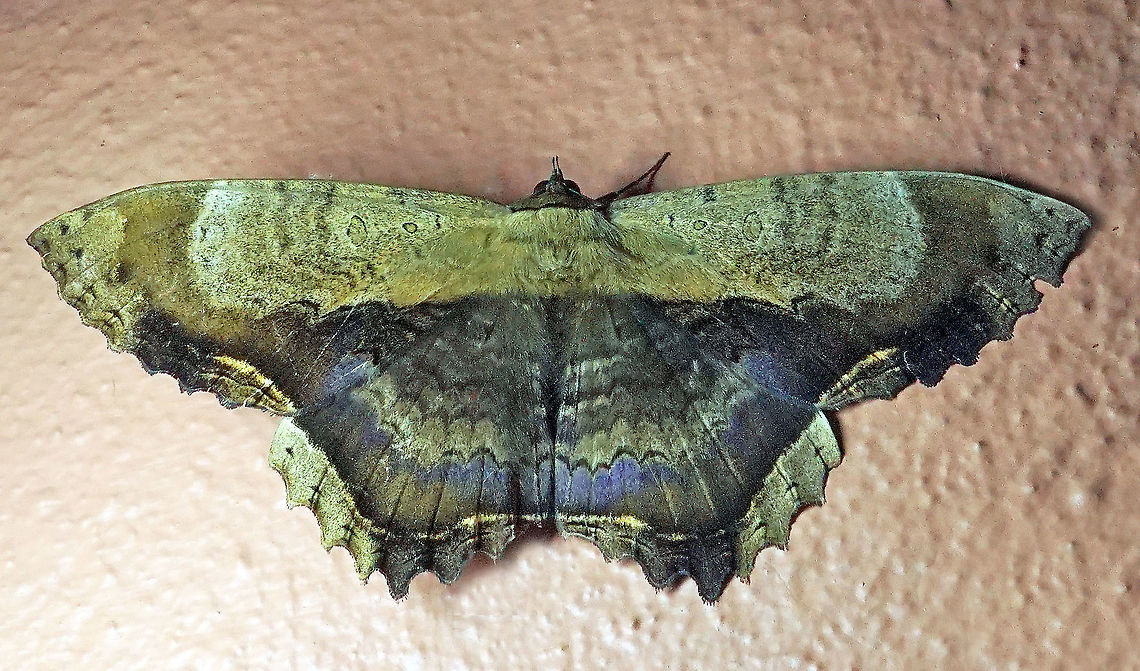 Letis maculicollis Dapa, Valle Del Cauca 2100m<br />
15cm