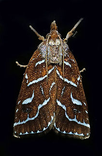 Moth22 Dapa Valle Del Cauca 2100m