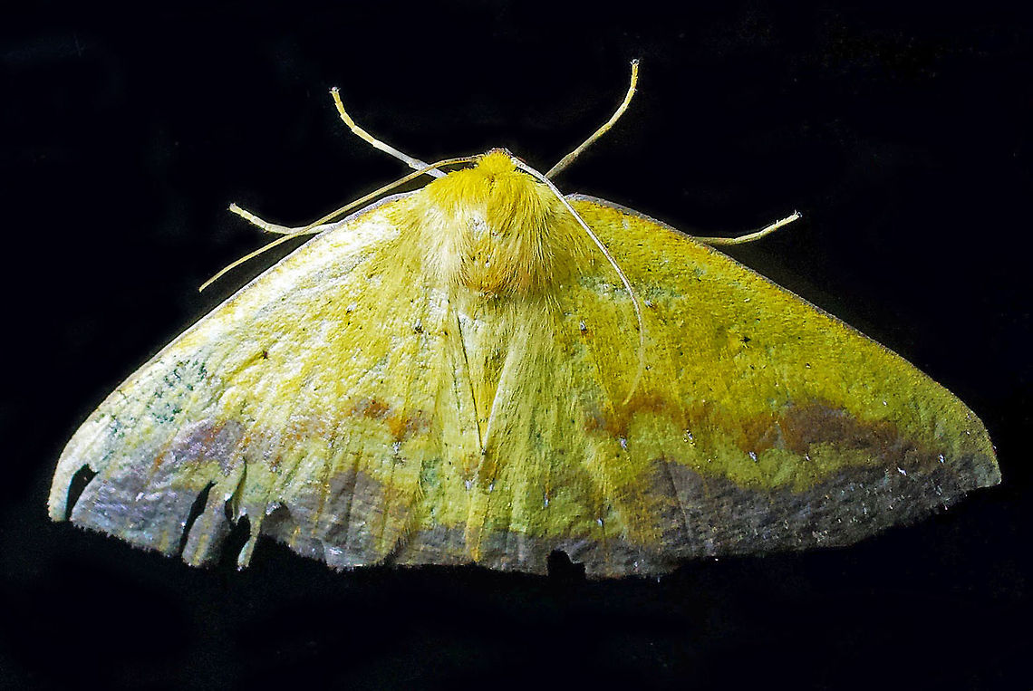 Moth23 Dapa, Valle Del Cauca 2100m
