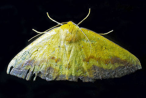Moth23 Dapa, Valle Del Cauca 2100m