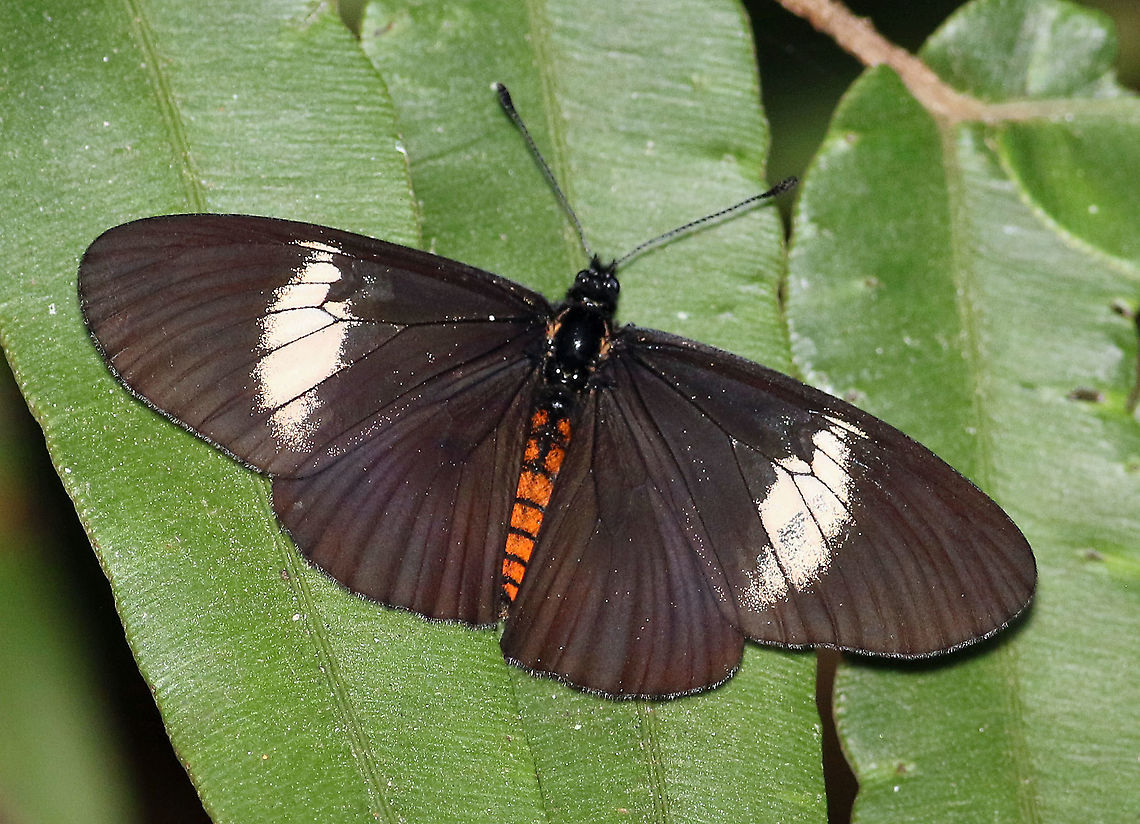 Altinote neleus Dapa, Valle Del Cauca 2000m<br />
Female Altinote neleus,Pink-bodied Altinote
