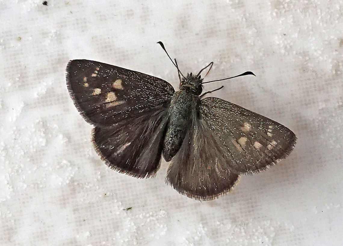 Dalla crithote Dapa, Valle Del Cauca 2100m Dalla crithote