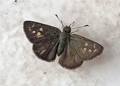 Dalla crithote Dapa, Valle Del Cauca 2100m Dalla crithote