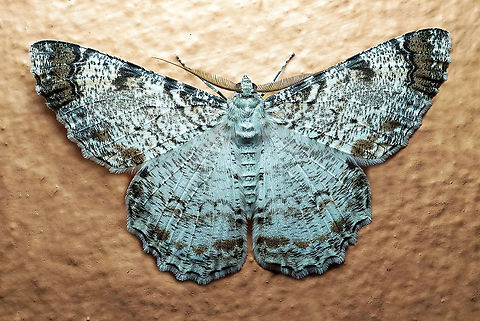 Epimecis anonaria Dapa, Valle Del Cauca 2100m Epimecis anonaria