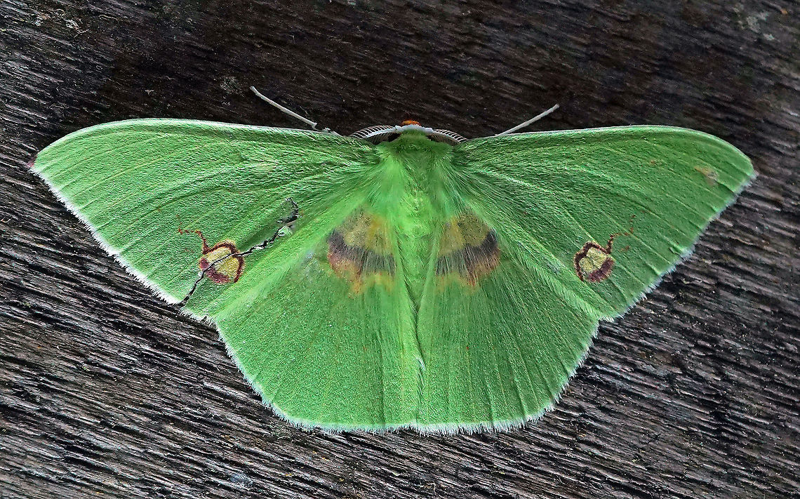 Rhodochlora brunneipalpis Dapa, Valle Del Cauca 2100m Rhodochlora brunneipalpis