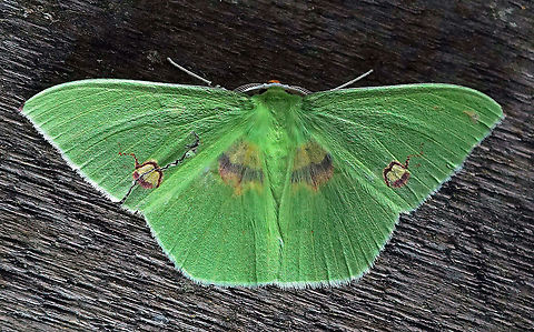 Rhodochlora brunneipalpis Dapa, Valle Del Cauca 2100m Rhodochlora brunneipalpis