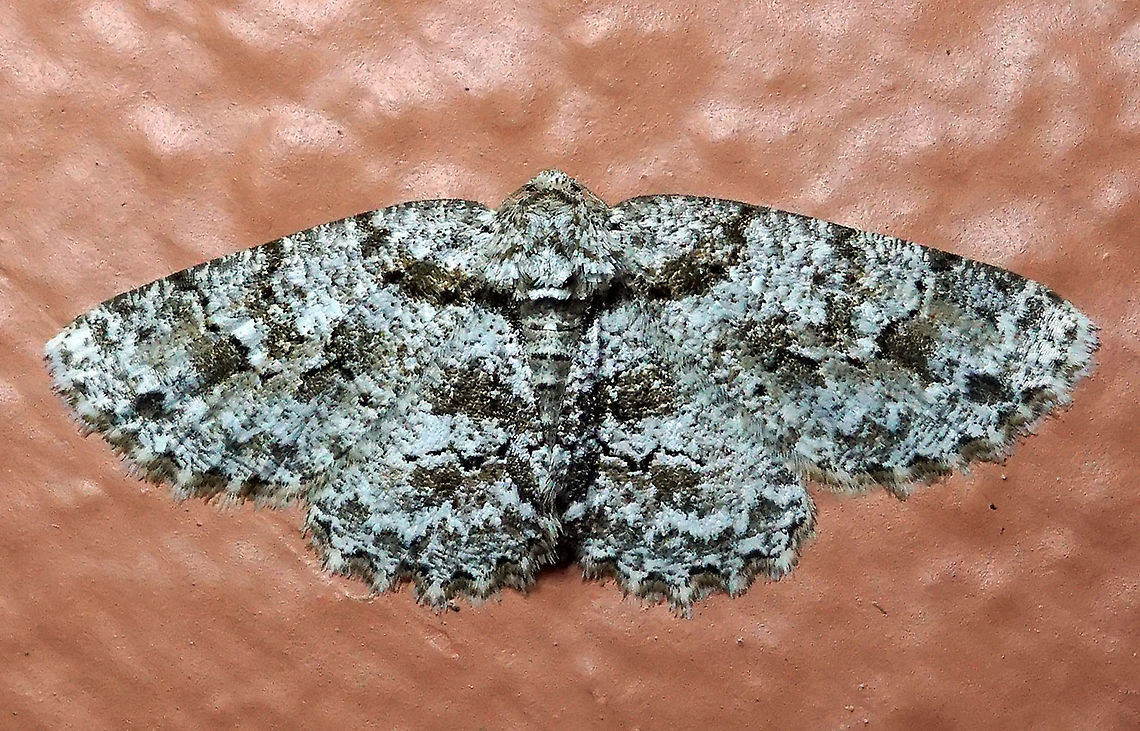 Moth 25 Dapa, Valle Del Cauca 2100m