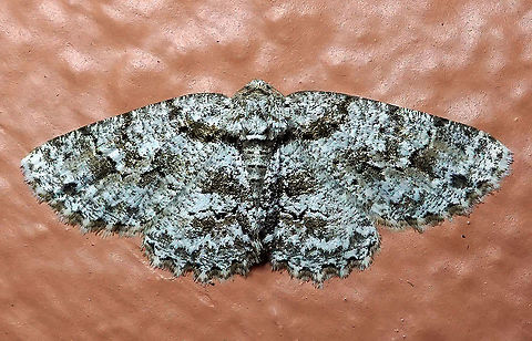 Moth 25 Dapa, Valle Del Cauca 2100m
