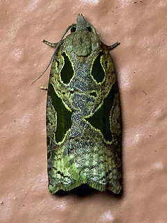 Moth 24 Dapa, Valle Del Cauca 2100m