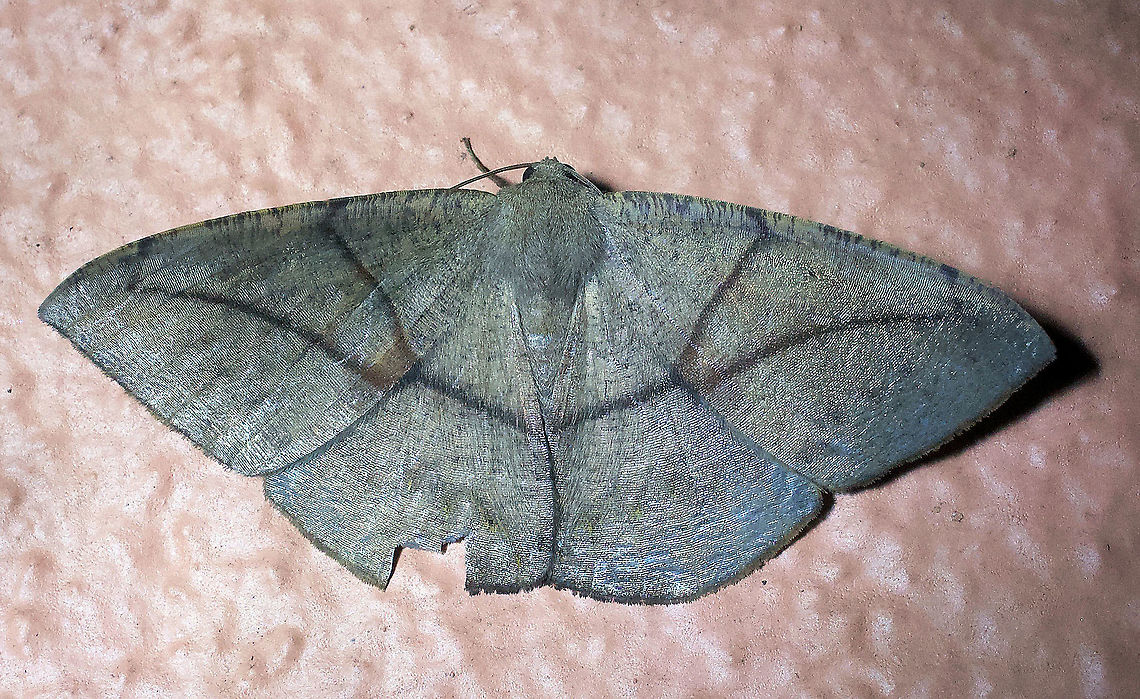 Oxydia trychiata Dapa, Valle Del Cauca 2100m Oxydia trychiata