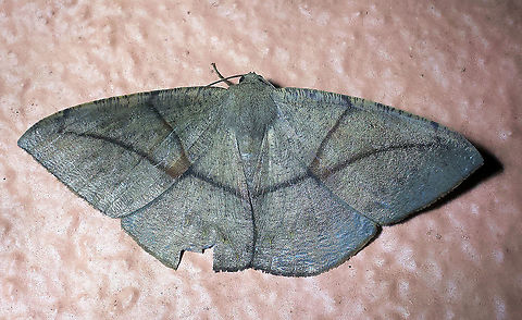 Oxydia trychiata Dapa, Valle Del Cauca 2100m Oxydia trychiata