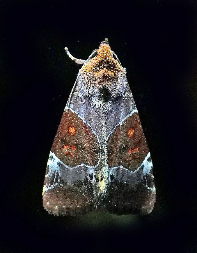 Hampsonodes mastoides Dapa, Valle Del Cauca 2100m Hampsonodes mastoides