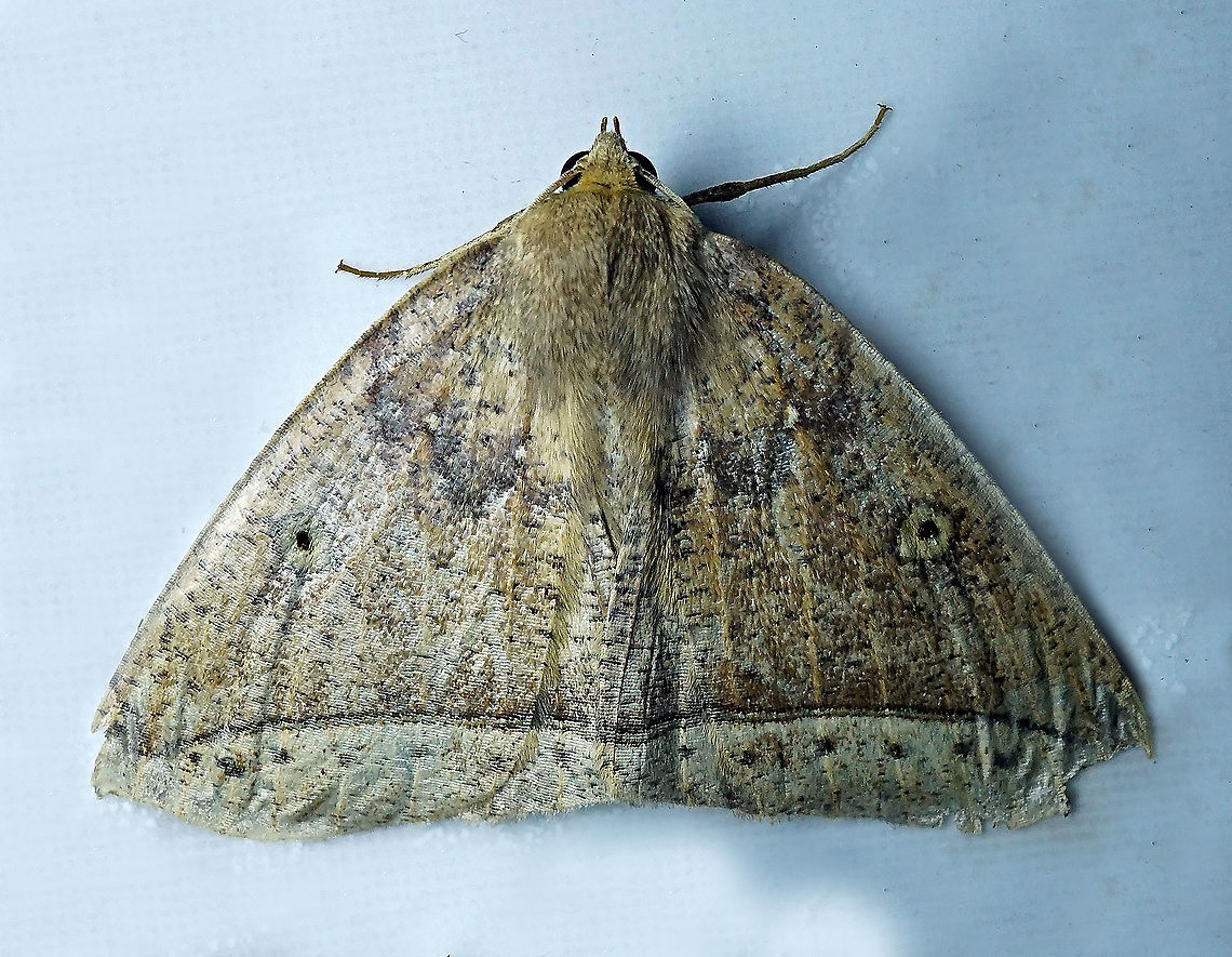 Moth28 Dapa, Valle Del Cauca 2100m