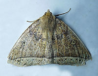 Moth28 Dapa, Valle Del Cauca 2100m