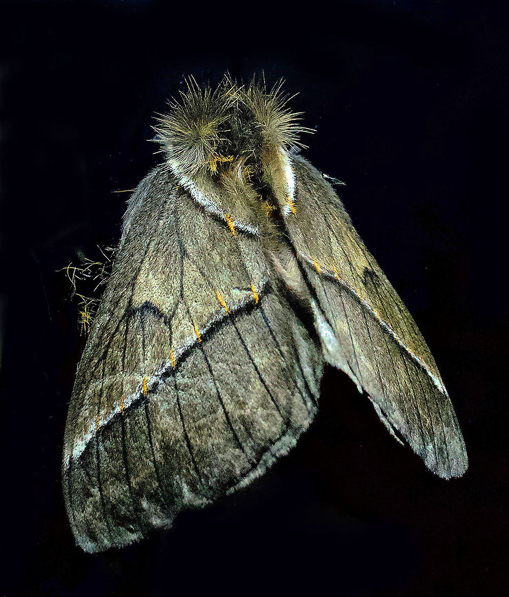 Pseudodirphia sp. Dapa, Valle Del Cauca 2100m Pseudodirphia lacsa