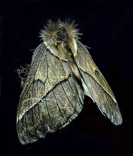 Pseudodirphia sp. Dapa, Valle Del Cauca 2100m Pseudodirphia lacsa