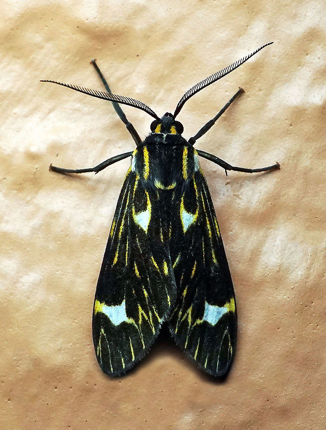 Eucereon albinota Dapa, Valle Del Cauca 2100m Eucereon albinota